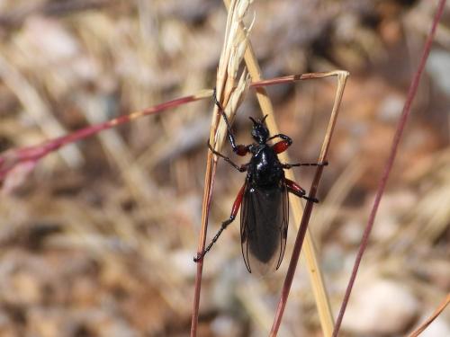 Bibio pomonae